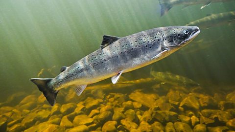 Wild Atlantic salmon