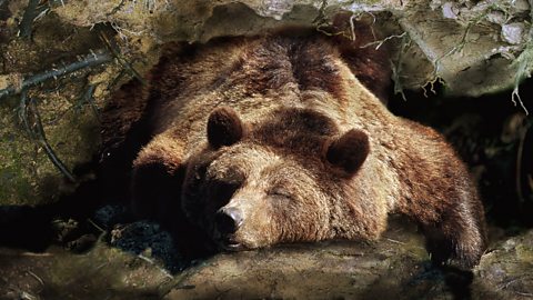 Brown bear asleep in its den