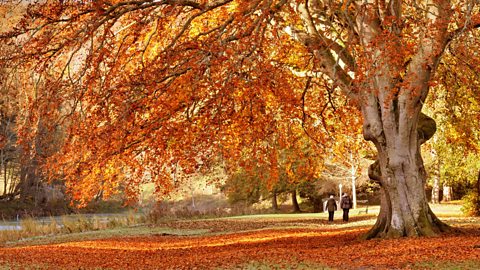 A tree covered in golden, red and orange leaves. There are lots of orange leaves on the ground and a couple is strolling through the park.