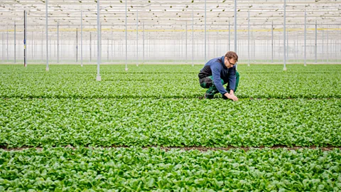 Alamy Enhancing the growth of vegetables in greenhouses is one application for the CO2 captured from the air by DAC (Credit: Alamy)