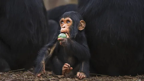 Anup Shah/Getty Images Goodall first began studying chimpanzee behaviour in Tanzania's Gombe National Park (Credit: Anup Shah/Getty Images)