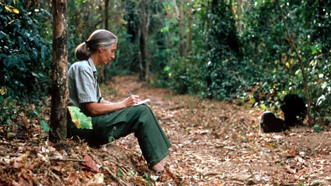 Penelope Breese After Goodall got her PhD, others criticised her research methods (Credit: Penelope Breese)