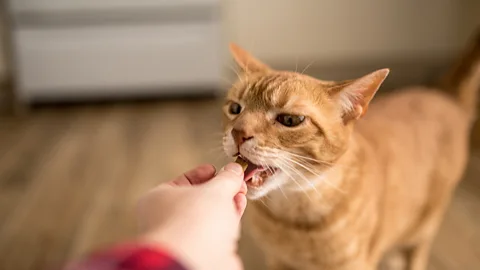 Danielle Donders/Getty Images Cats, it appears, aren't that choosy about who they will accept a treat off (Credit: Danielle Donders/Getty Images)