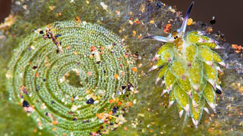 Nature Picture Library/Alamy The leaf sheep's egg mass is shaped into tiny spiral coils (Credit: Nature Picture Library/Alamy)