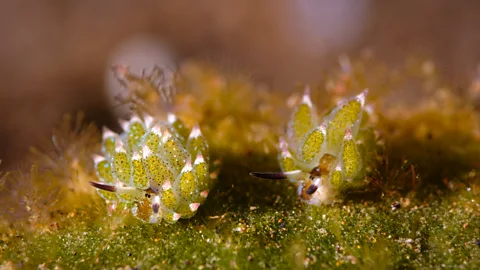 RibeirodosSantos/Getty Images Leaf sheep live on Avrainvillea, a fuzzy, felty type of algae (Credit: RibeirodosSantos/Getty Images)
