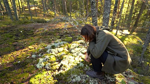 Rafael Estefania Ekstedt forages in the woods outside Stockholm for ingredients like blueberries or mushrooms (Credit: Rafael Estefania)