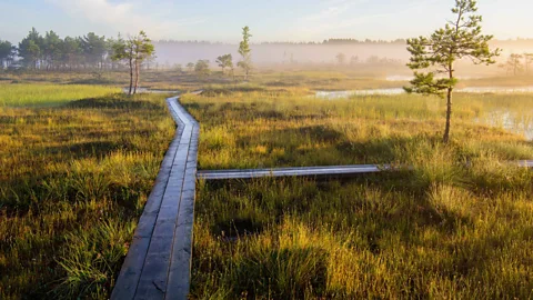 Sven Zacek/Visit Estonia Soomaa is Europe’s largest intact peat bog system whose forests are home to elk, deer, lynx, wolves and bears (Credit: Sven Zacek/Visit Estonia)
