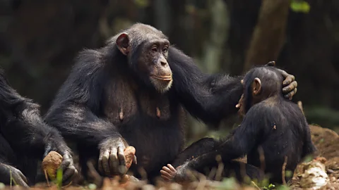 Anup Shah/Getty Images By empathising with her chimpanzee subjects, Goodall has been able to better understand them (Credit: Anup Shah/Getty Images)