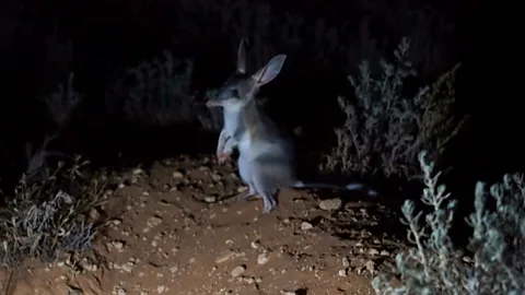 Arid Recovery/Hugh McGregor Feral cats prey on bilbies, but separating the two species seems to be an increasingly improbable strategy for bilby conservation (Credit: Arid Recovery/Hugh McGregor)