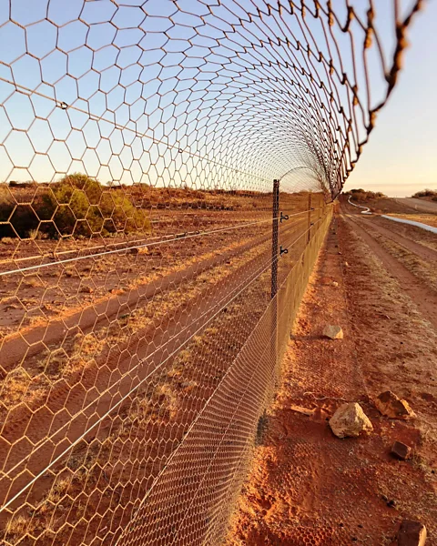 Arid Recovery/Katherine Tuft By gradually introducing predators to paddocks where prey lives, the prey may have time to adapt or even evolve (Credit: Arid Recovery/Katherine Tuft)