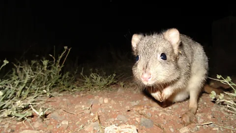 Arid Recovery/Nathan Beerkens Bettongs became more wary of predators after controlled exposure to them (Credit: Arid Recovery/Nathan Beerkens)