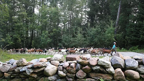 Reuters/Alamy The techniques Gudeta learned from her grandmother in Ethiopia helped her rear this endangered Italian goat (Credit: Reuters/Alamy)
