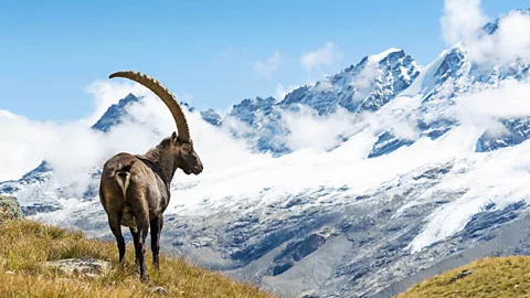 ueuaphoto/Getty Images The Path of the Parks crosses Italy's Gran Paradiso National Park in the Alps (Credit: ueuaphoto/Getty Images)