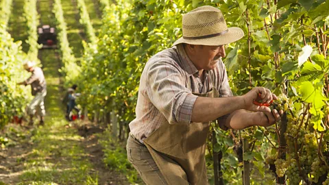 tomazl/Getty Images Lanzino is currently traversing Italy by mule to highlight regional farmers and wine and cheese producers (Credit: tomazl/Getty Images)