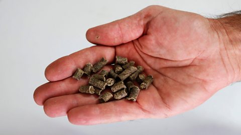 A hand holding biomass pellets made from sewage waste