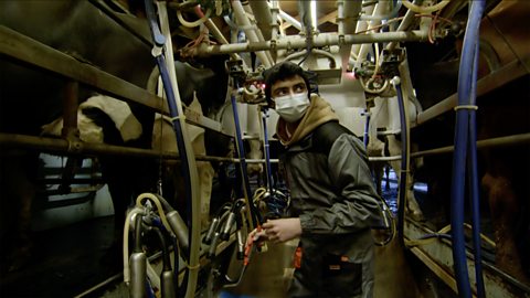 Bakr is milking cows very early in the morning.