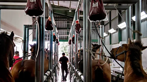 Ezequiel Becerra/AFP/Getty Images Antivenom has been produced for over a century by injecting horses with venom so they generate antibodies against the toxins (Credit: Ezequiel Becerra/AFP/Getty Images)