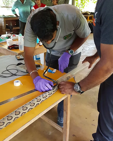 Sumanth Bindumadhav/HSI Tagging snakes with radio trackers is helping researchers in India understand the behaviour of venomous snakes (Credit: Sumanth Bindumadhav/HSI)