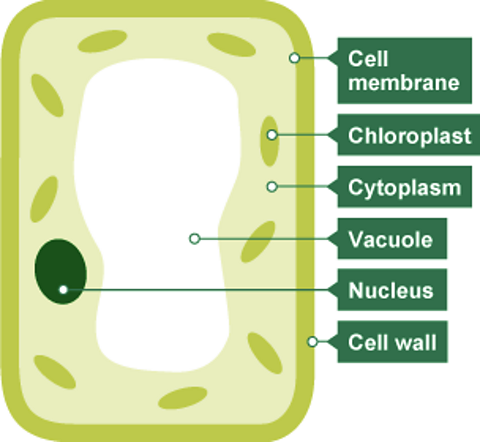A diagram of a plant cell to show its main components
