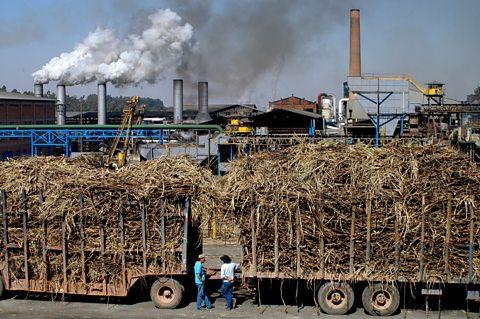 Sugar cane at a bioethanol refinery, Brazil