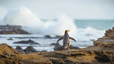 Moritz Wolf/Getty Images At Penguin Place, about 95% of the birds brought to the facility are released back into the wild (Credit: Moritz Wolf/Getty Images)