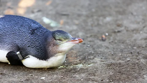 Sharron Ward Penguins arrive at the hospital for a variety of reasons including starvation, injury and disease (Credit: Sharron Ward)