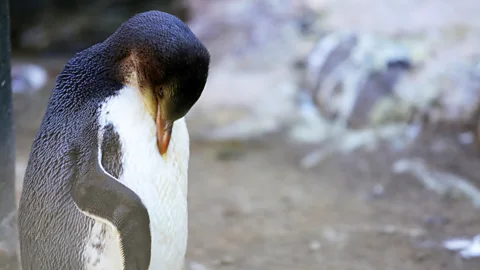 Sharron Ward The yellow-eyed penguin, or hoiho, is on New Zealand's endangered list (Credit: Sharron Ward)