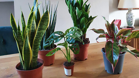 Image of five green house plants sitting on top of a kitchen table. Each plant is a different shape and size.