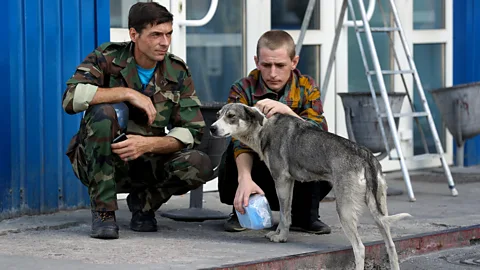 Sean Gallup/Getty Images The guards in the Exclusion Zone feed and care for the stray dogs – and some say they help to alert them to trespassers (Credit: Sean Gallup/Getty Images)