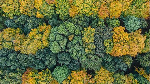 Looking down on an autumnal forest