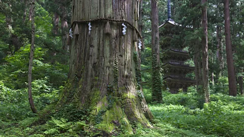 BSPI/Getty Images Mount Haguro is home to "Grandpa Cedar", a sacred tree believed to be more than 1,000 years old (Credit: BSPI/Getty Images)