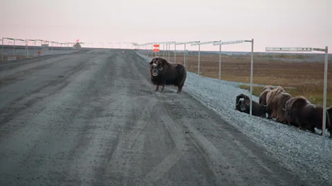 bsrieth/Getty Images Musk oxen, as well as moose, wolves, caribou and bears, live along the Dalton Highway (Credit: bsrieth/Getty Images)