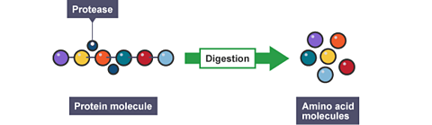 Digestion - BBC Bitesize