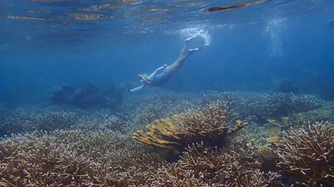 Fragments of Hope Crucial to the success of Fragments of Hope was the local community's involvement with the planting process, alongside researchers (Credit: Fragments of Hope)