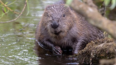 Beaver on the River Ericht 