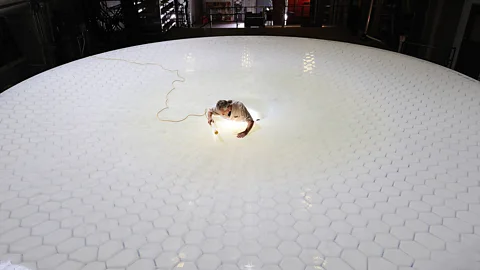 Getty Images The LSST telescope under construction in Chile will be the most powerful on Earth, with glass polished to within a millionth of an inch of the shape needed (Credit: Getty Images)