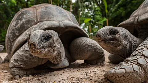Alexis Rosenfeld/Getty Images Giant tortoises can survive weeks without water, meaning they could have survived long raft journeys across the ocean (Credit: Alexis Rosenfeld/Getty Images)