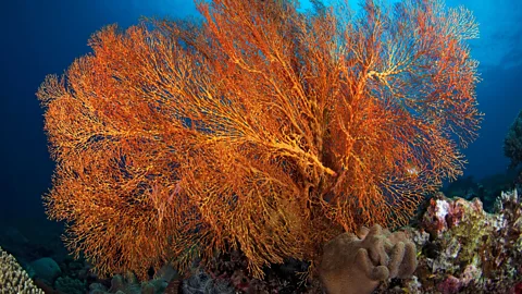 RGB Ventures/Alamy Tara Bandu is a traditional conservation technique used to enforce a prohibition on a particular resource (Credit: RGB Ventures/Alamy)