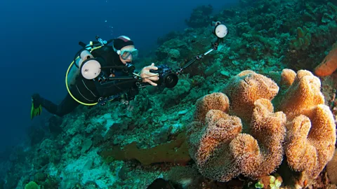 RGB Ventures/Alamy Atauro is located on the southern edge of the Coral Triangle, resulting in exceptional marine biodiversity (Credit: RGB Ventures/Alamy)