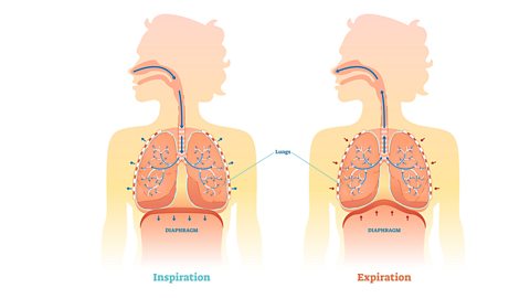 Diaphragm movement