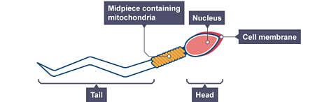 Sperm cell