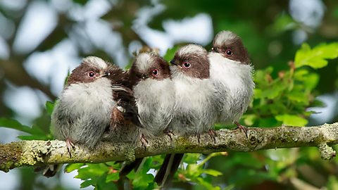 BBC Two - Springwatch - In pictures... The magic of spring