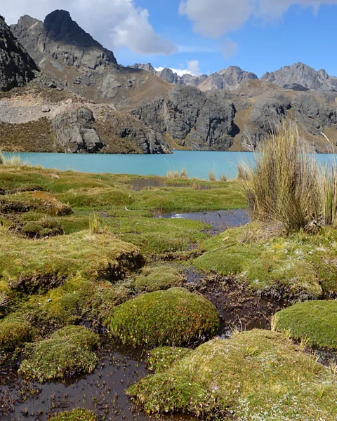 Erica Gies Bofedales, or cushion bogs, have low-growing, tuffety, spongey plants well adapted to local conditions of "summer every day and winter every night" (Credit: Erica Gies)