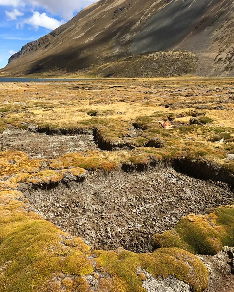 Erica Gies When peat poachers cut out squares from the bofedale, neighboring plants dry out and die (Credit: Erica Gies)