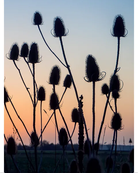 Emma Mitchell Emma Mitchell’s photographs of naturally occurring fractals, which can be seen in these plants, may help lift our mood when we look at them (Credit: Emma Mitchell)