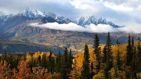 mlharing/Getty Images In Alaska, foragers look to the wilderness for fungi, berries and other edible and medicinal plants (Credit: mlharing/Getty Images)