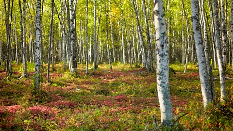 Andrei C/Getty Images Chaga only grows in boreal birch forests in the northern hemisphere, and is especially prominent in Alaska's forests (Credit: Andrei C/Getty Images)