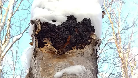 Arctic Chaga Chaga requires cold temperatures to grow, the more extreme the better (Credit: Arctic Chaga)