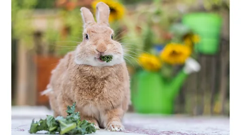 Getty Images Rabbits eat fresh vegetables in the wild, but many kept as pets feast instead on processed pellets (Credit: Getty Images)