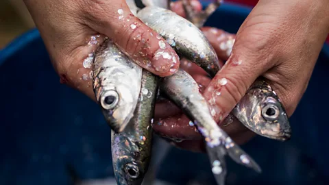 Getty Images Cats are irresistibly drawn to the chemical compounds found in rotting fish (Credit: Getty Images)